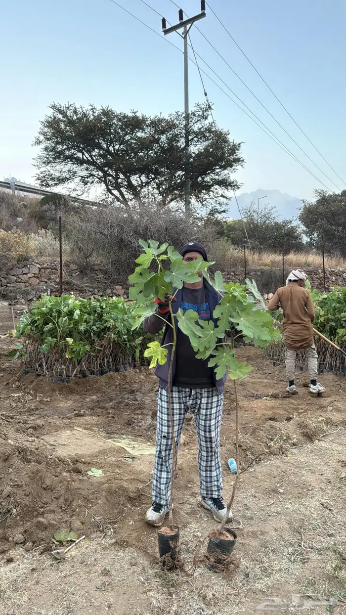 تين براون تركي عالي الجودة 2