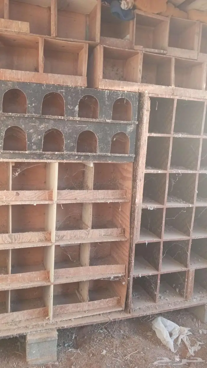 محاكر حمام دجاج 1