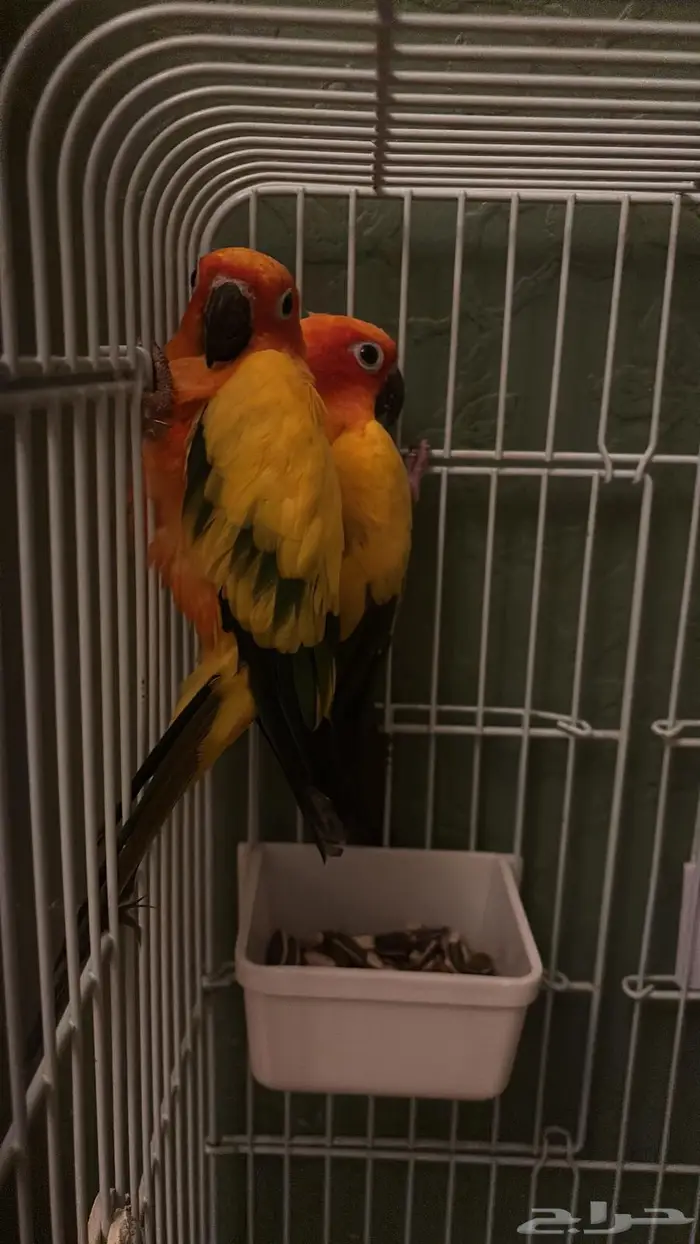 فروخ صن كنيور 0