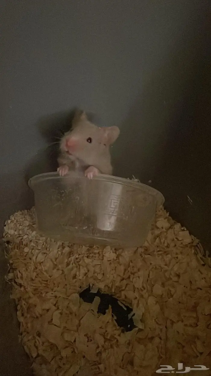 هامستر سوري لطيف ويحب اللعب انثى 0