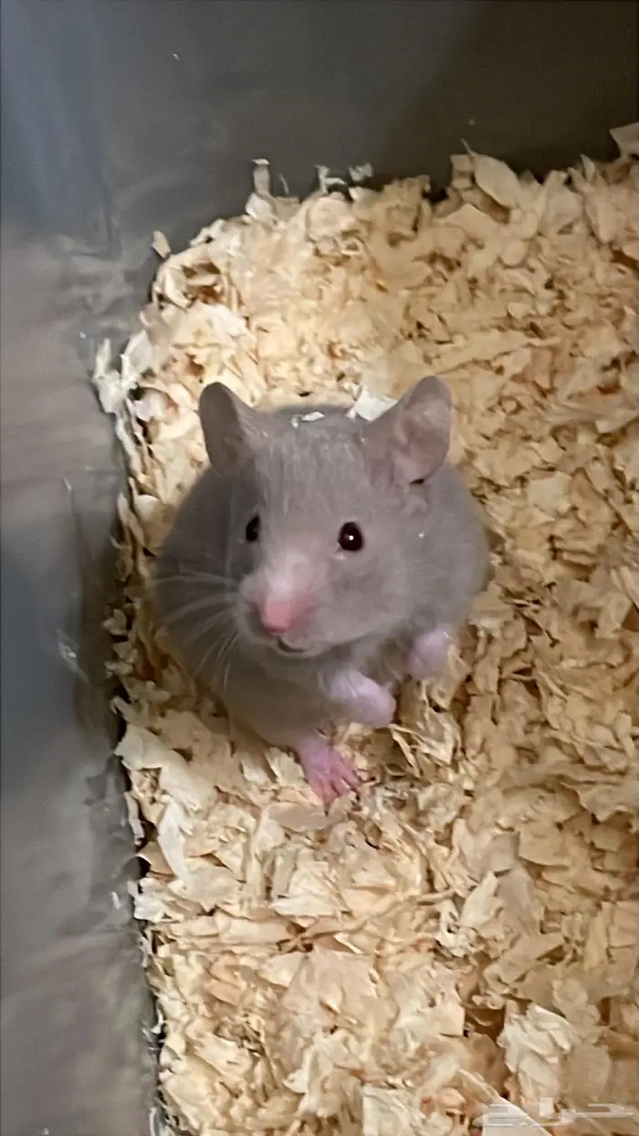 هامستر سوري لطيف ويحب اللعب انثى 1