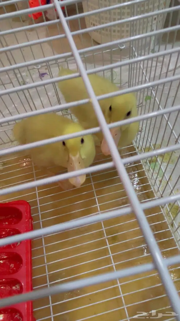 بطتين للبيع 0