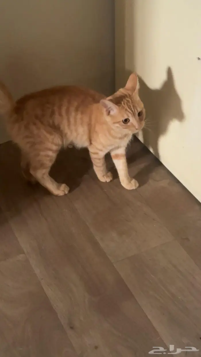 قطط تبني المخواة 0