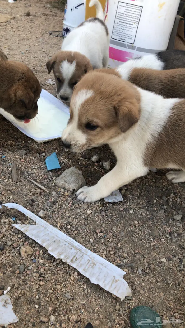 كلاب بلديه صغار للتربيه والحراسه 1