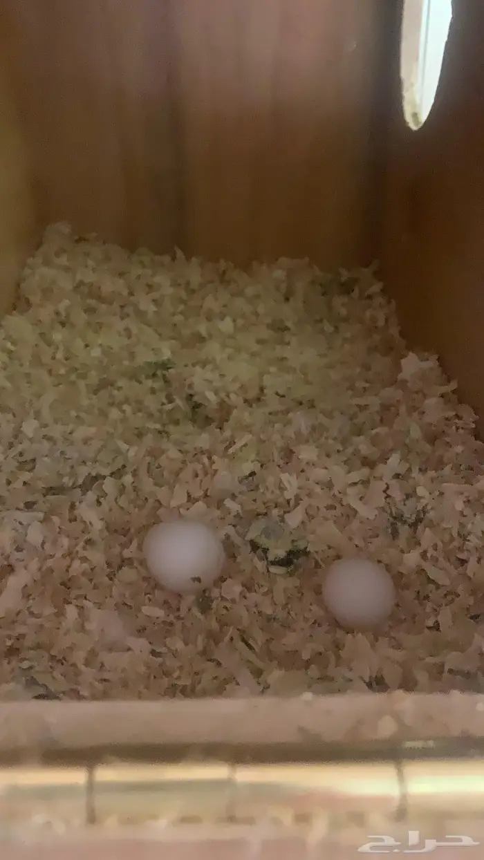 زوج كروان للبيع 1