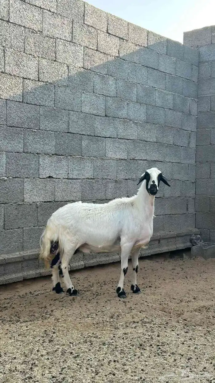 نعجة صفراء 1