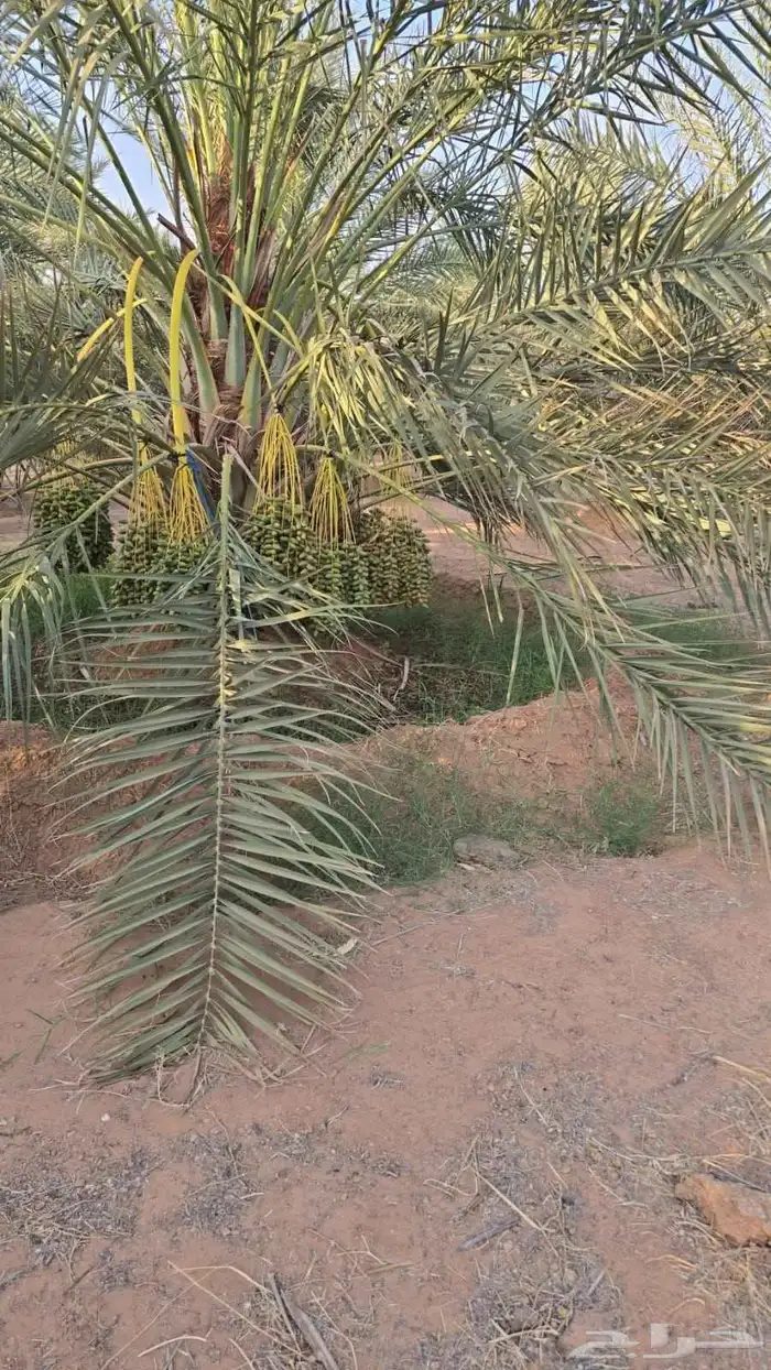 نخل مثمر نخل القصيم نخل للبيع صقعي مجدول سكري ونانه لبانه عج 5