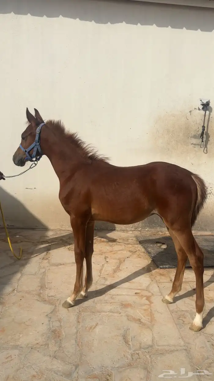 للبيع مهر واهو تحت التسجيل ( مدفوع الرسوم) الاسم   رعد الاب 1