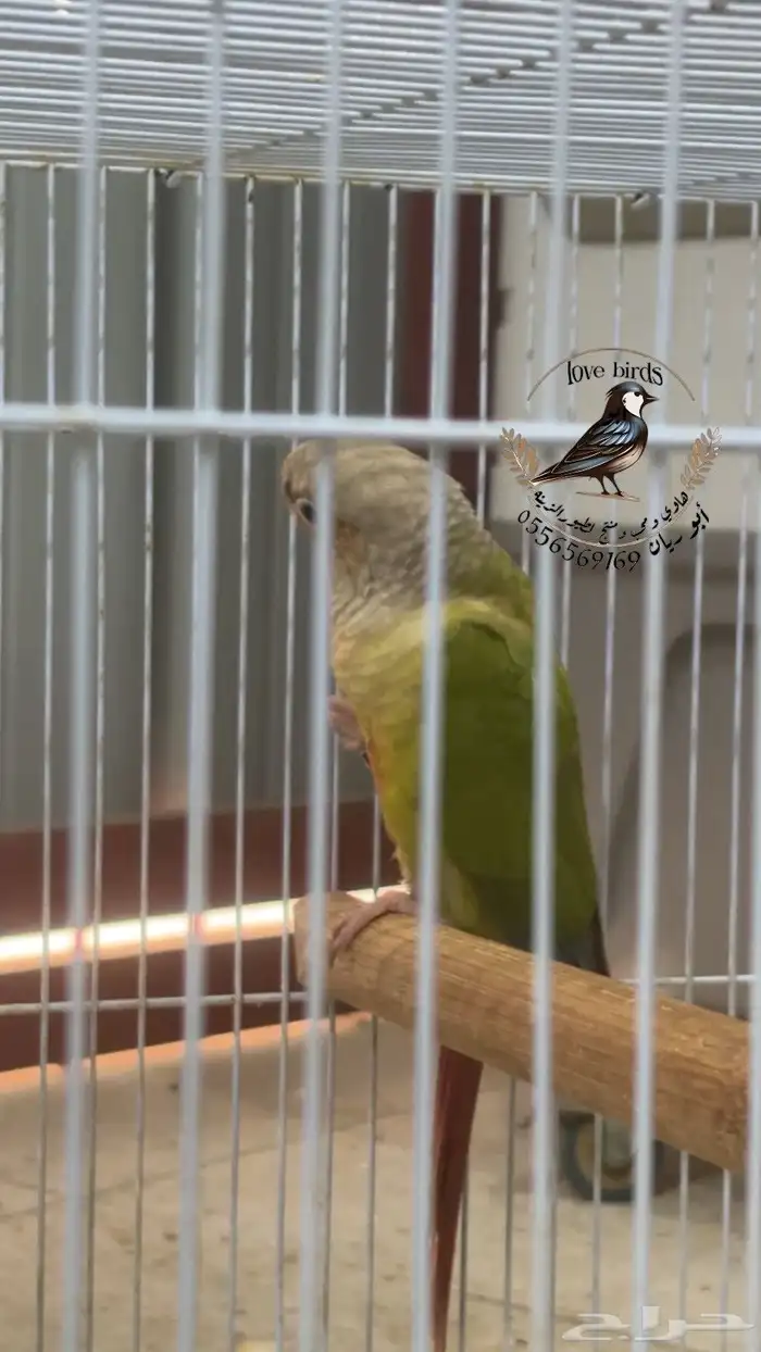 ذكرين كنيور 2