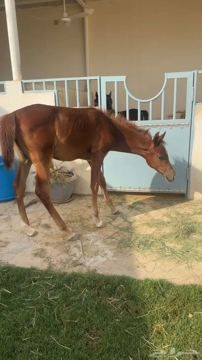 للبيع مهر واهو تحت التسجيل ( مدفوع الرسوم) الاسم   رعد الاب 0