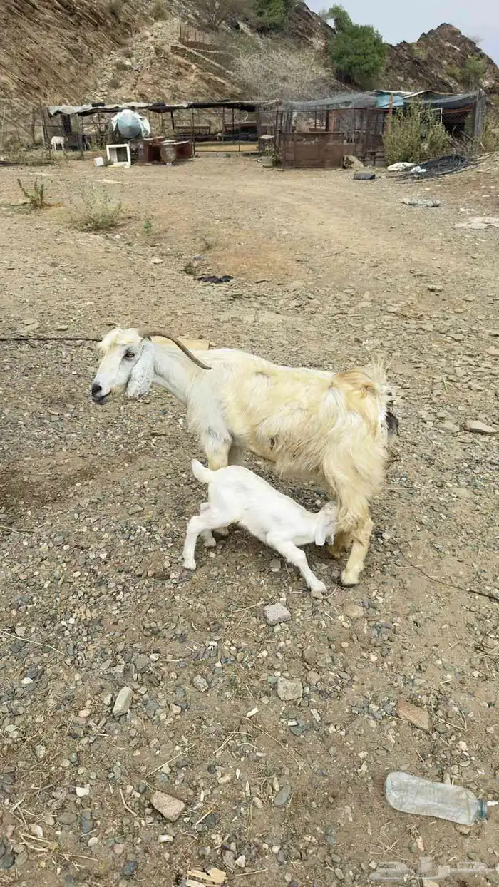 عنز والد مصريه معها تيس العمره اسبوعين وأمه سنها كبير 0