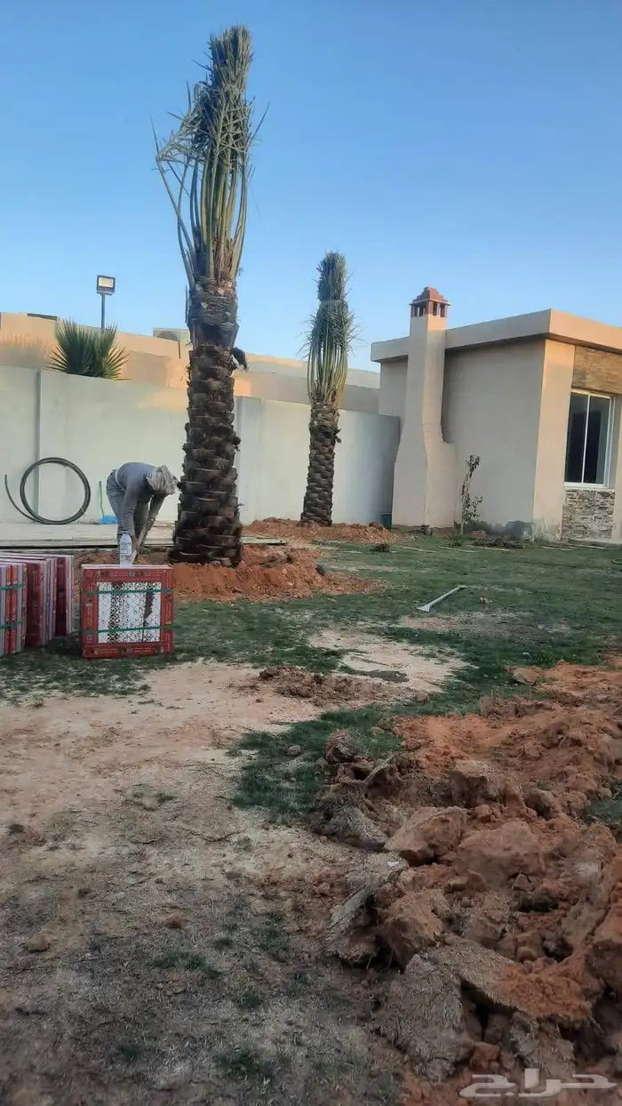 نخيل طيب انوع فاخره طيبه من القصيم نخلوطيب ومثمر 9