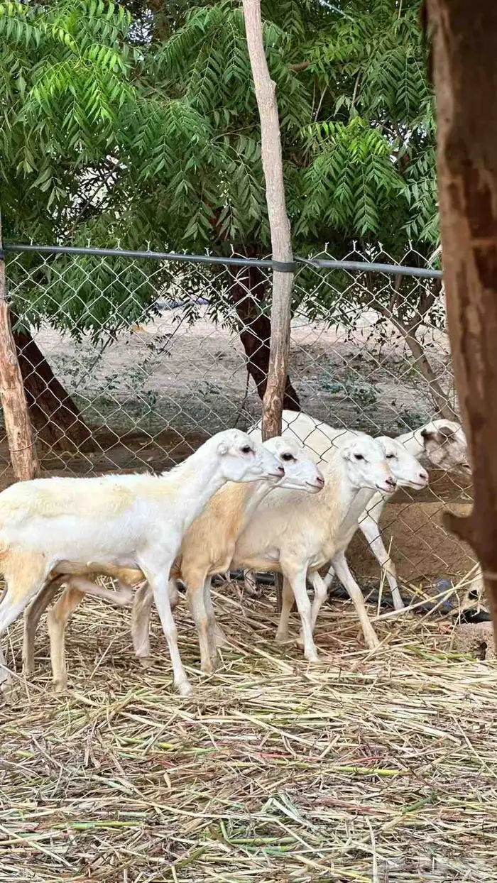 للبيع رخيل بلدي 1