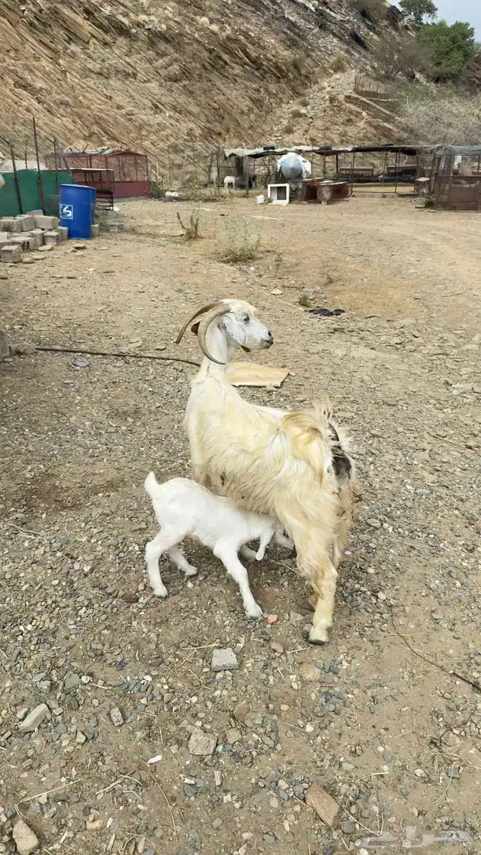 عنز والد مصريه معها تيس العمره اسبوعين وأمه سنها كبير 1