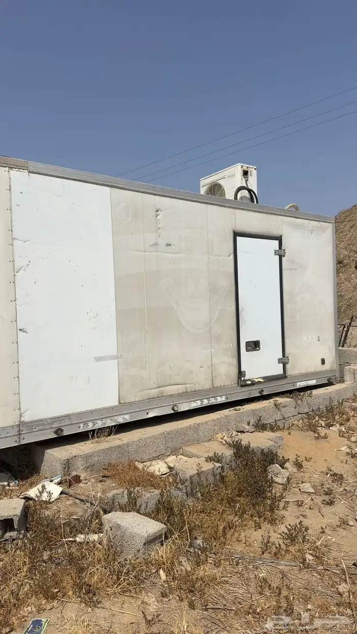 شتلات موز أمريكي قصير الموقع المخواه 10