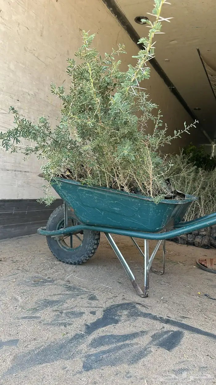 شتلات كميات اسعار جمله 8