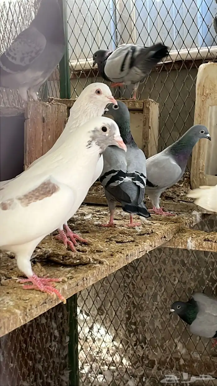 طيور فرنسي وزاجل ومخلوط 0