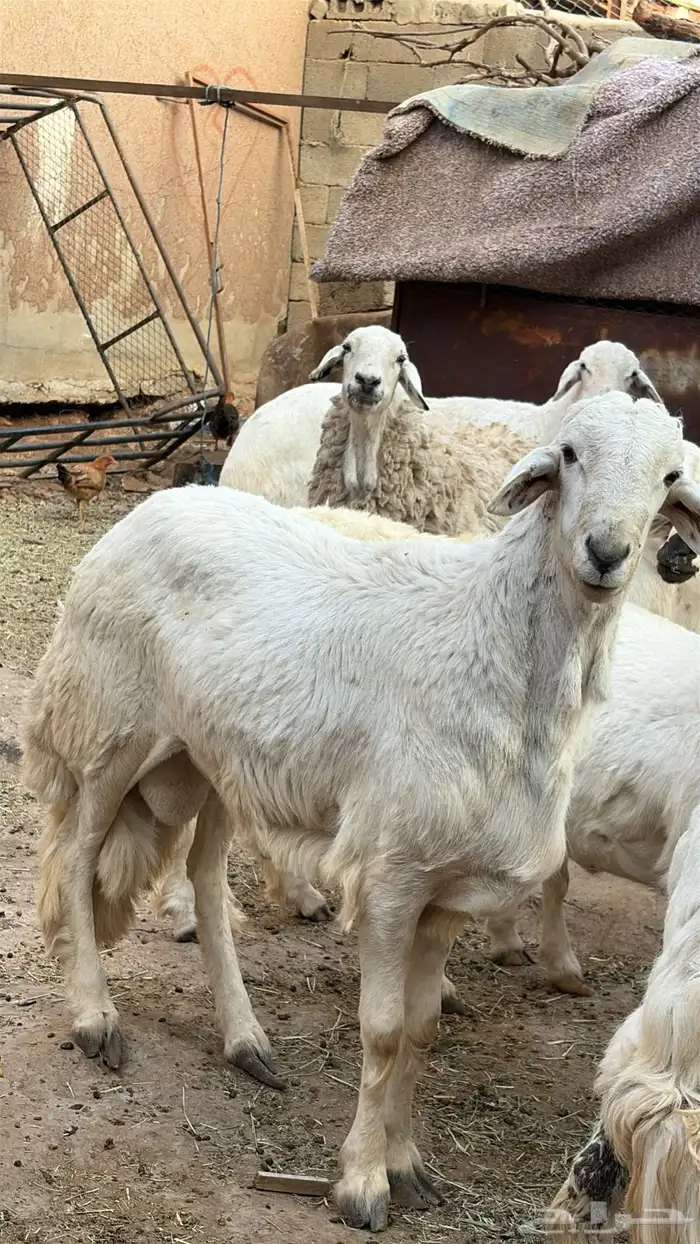 خروف كفو للبيع 0