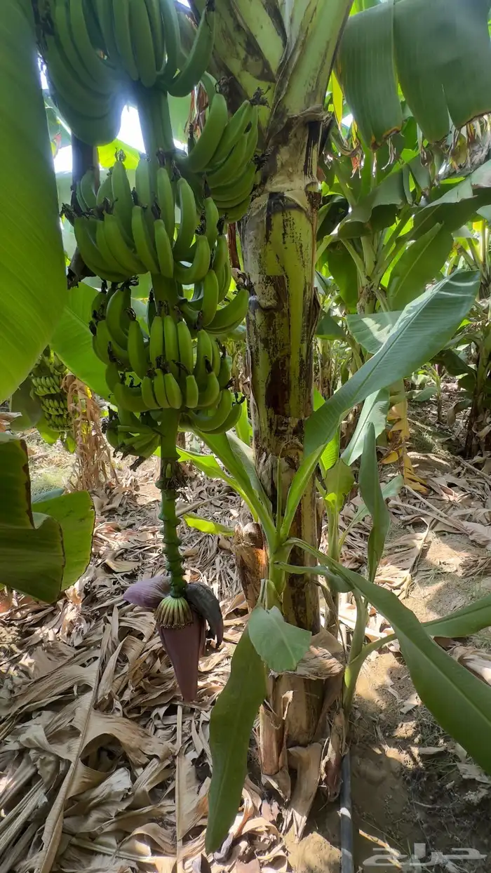 شتلات موز أمريكي قصير الموقع المخواه 2