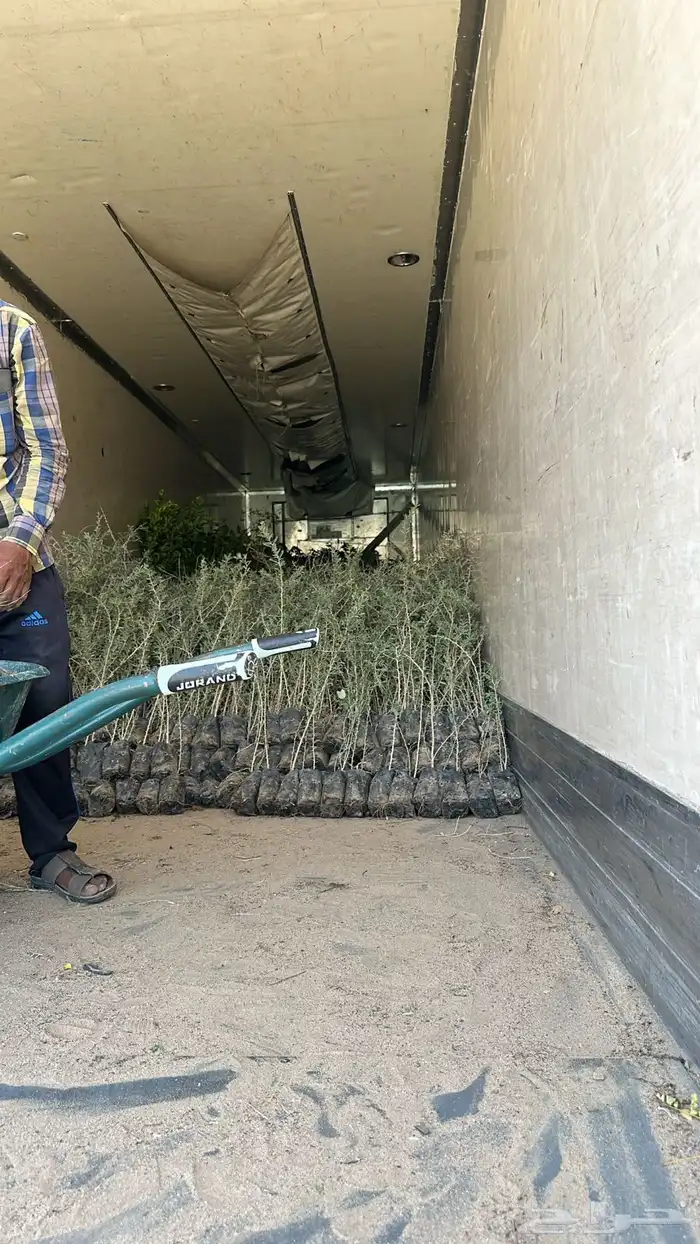 شتلات كميات اسعار جمله 7