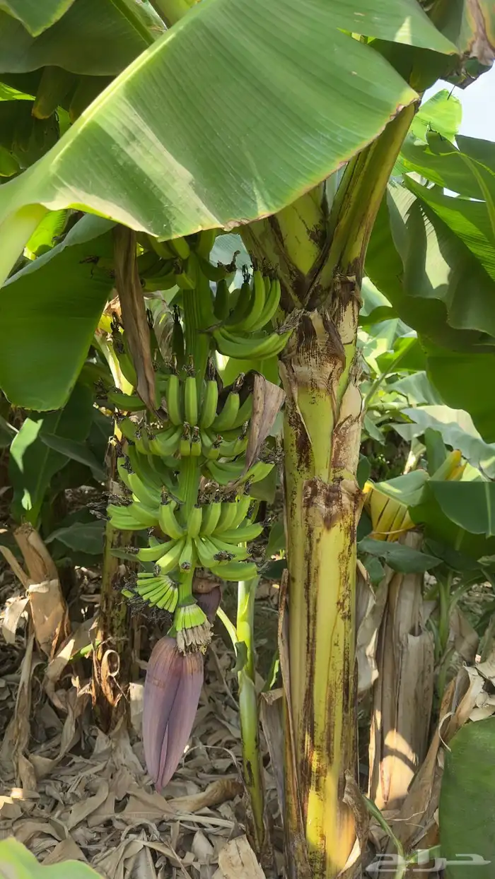 شتلات موز أمريكي قصير الموقع المخواه 7