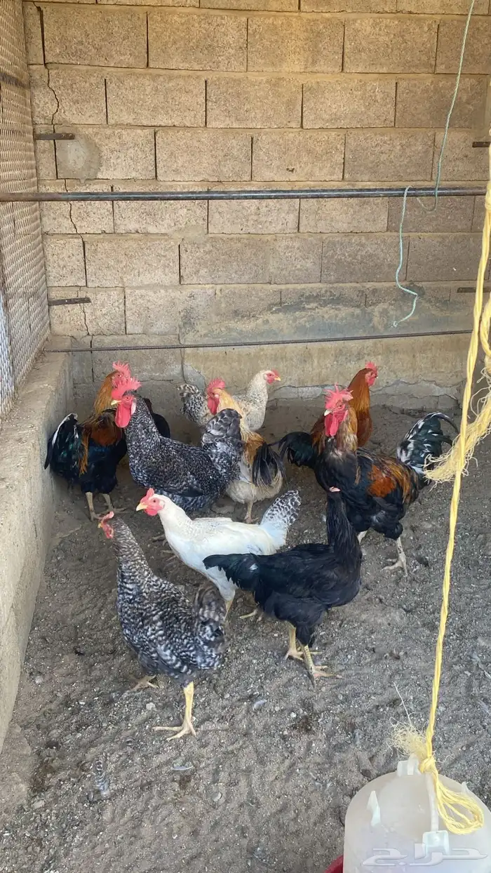 دجاج تركي للبيع 33