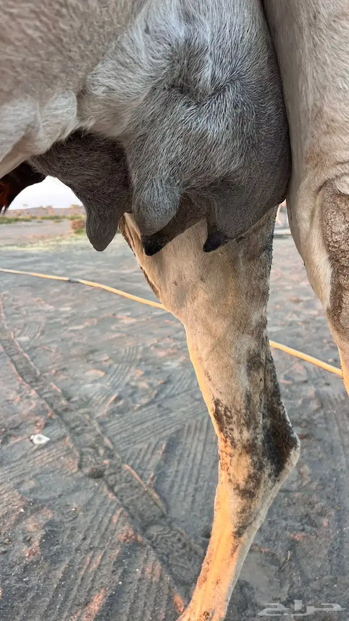 ناقه خلفه شقحى 2