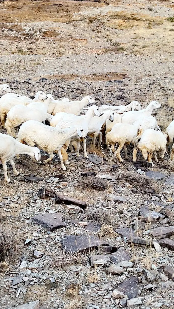 33 رخال مقاني 4