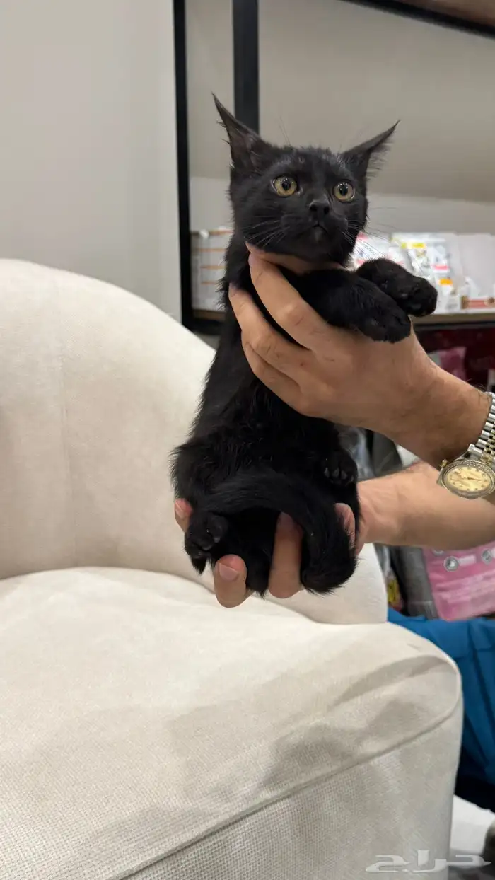 للتبني قطه سكوتش ستريت 0