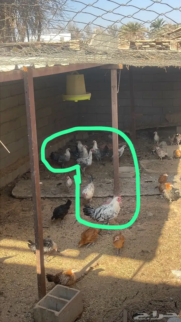 دجاج العمر 5 شهور 0