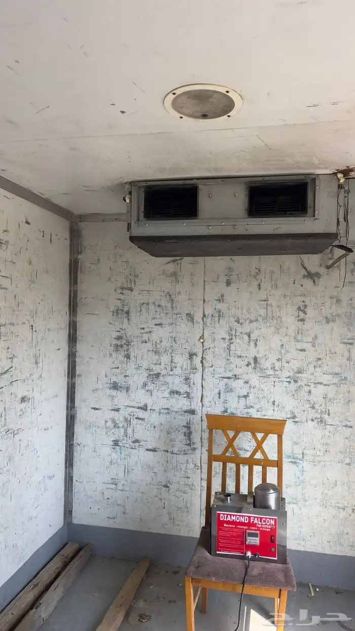 شتلات موز أمريكي قصير الموقع المخواه 9