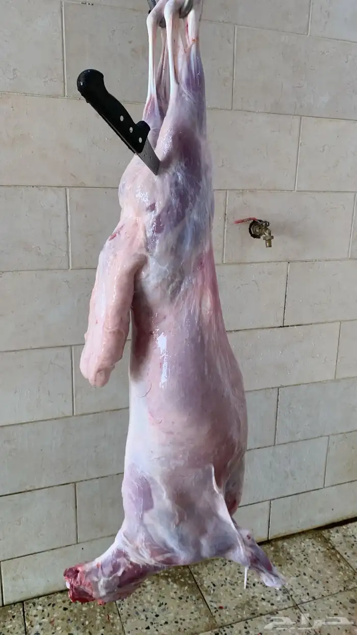 ذبايح القصيم 2