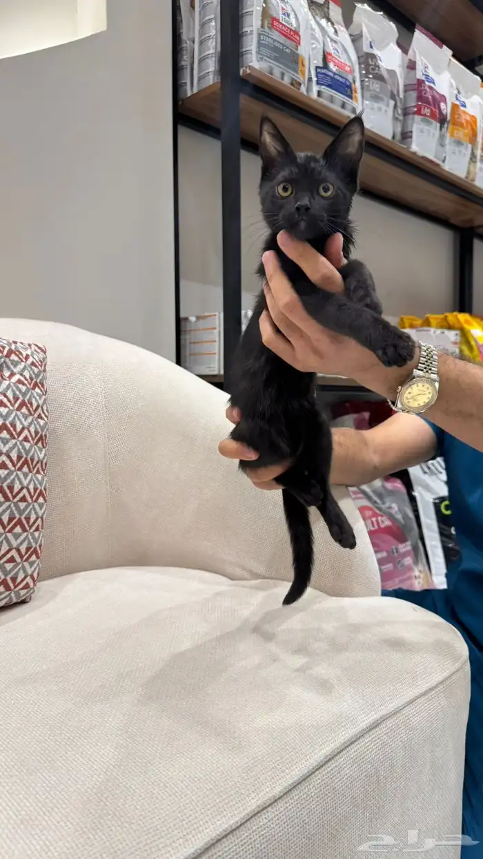 للتبني قطه سكوتش ستريت 2