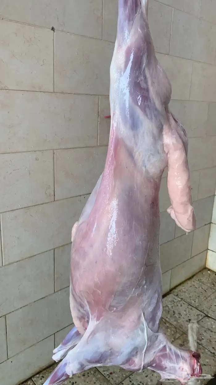 ذبايح القصيم 3