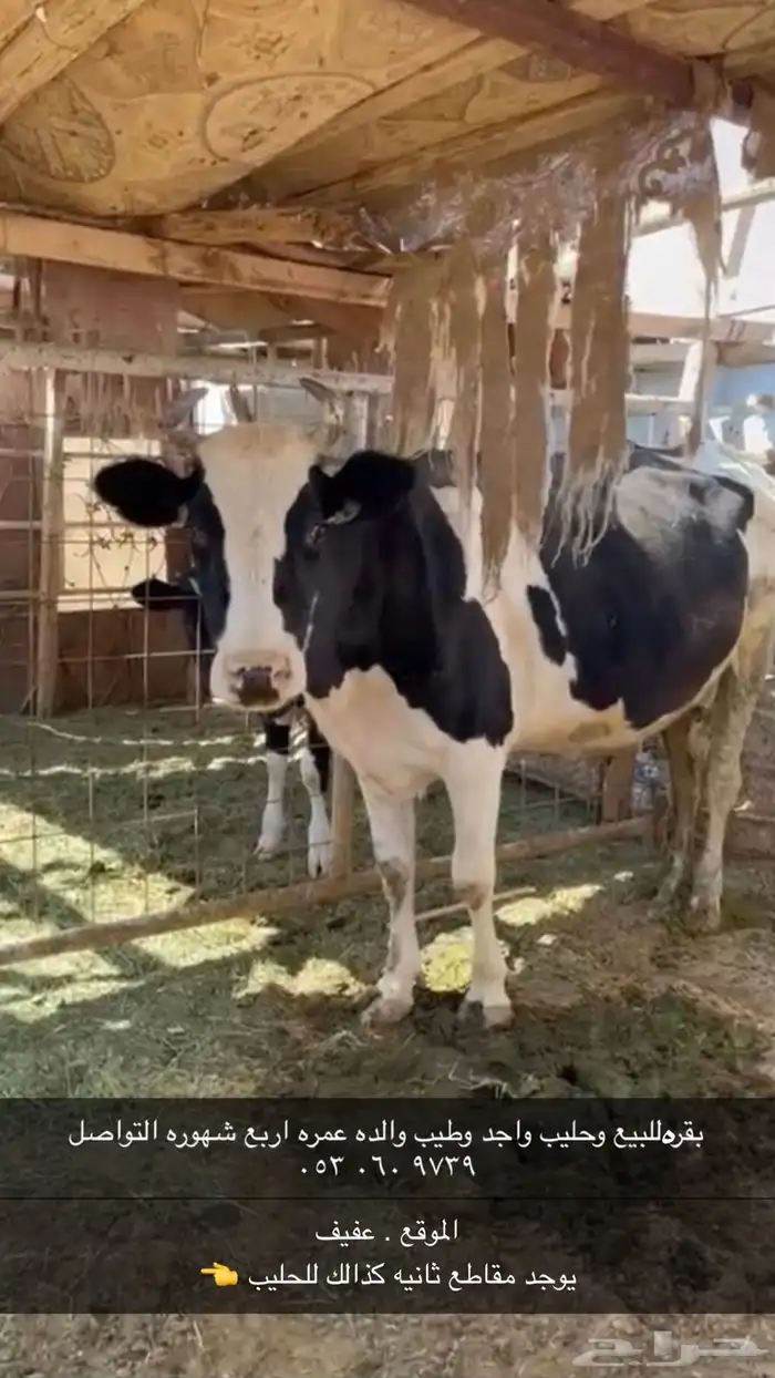 بقره للبيع حليب وافر 0