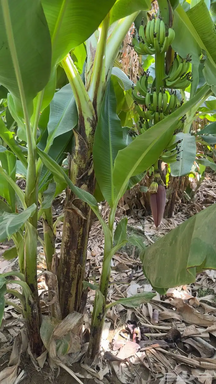 شتلات موز أمريكي قصير الموقع المخواه 1