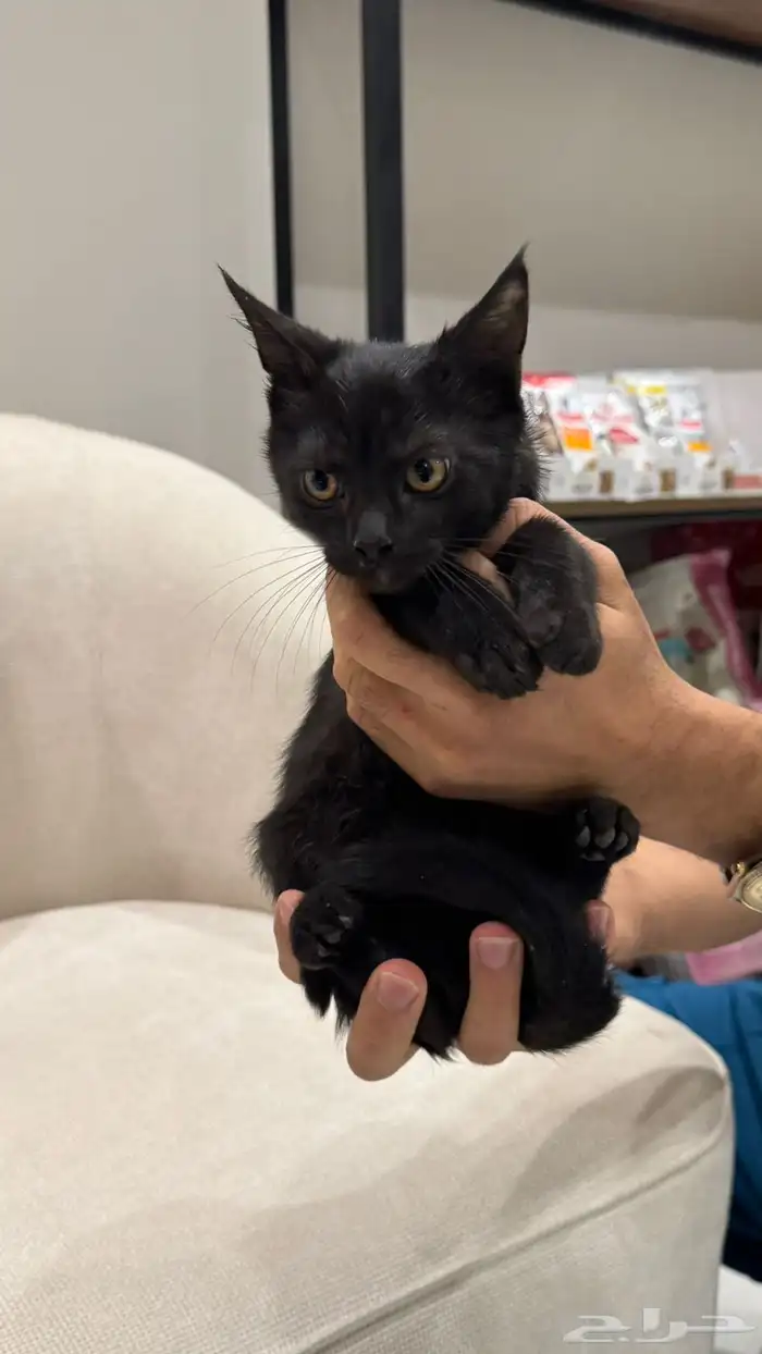 للتبني قطه سكوتش ستريت 1