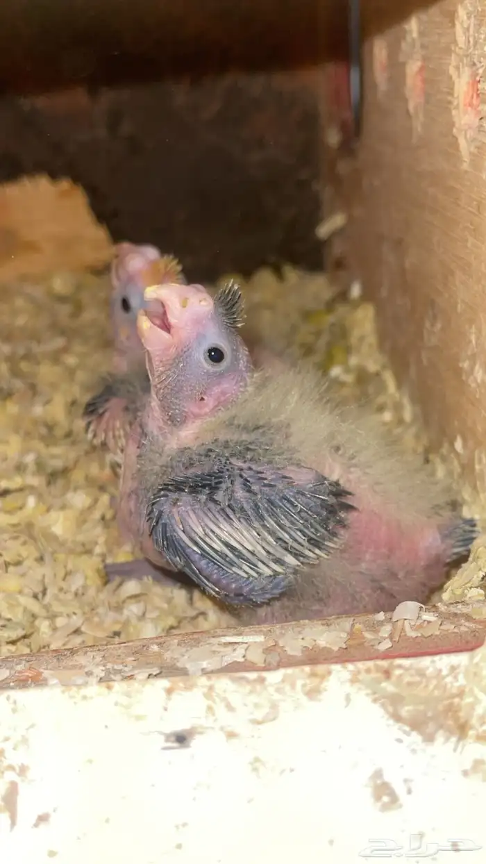 كروان صغار غر بكستاني 0