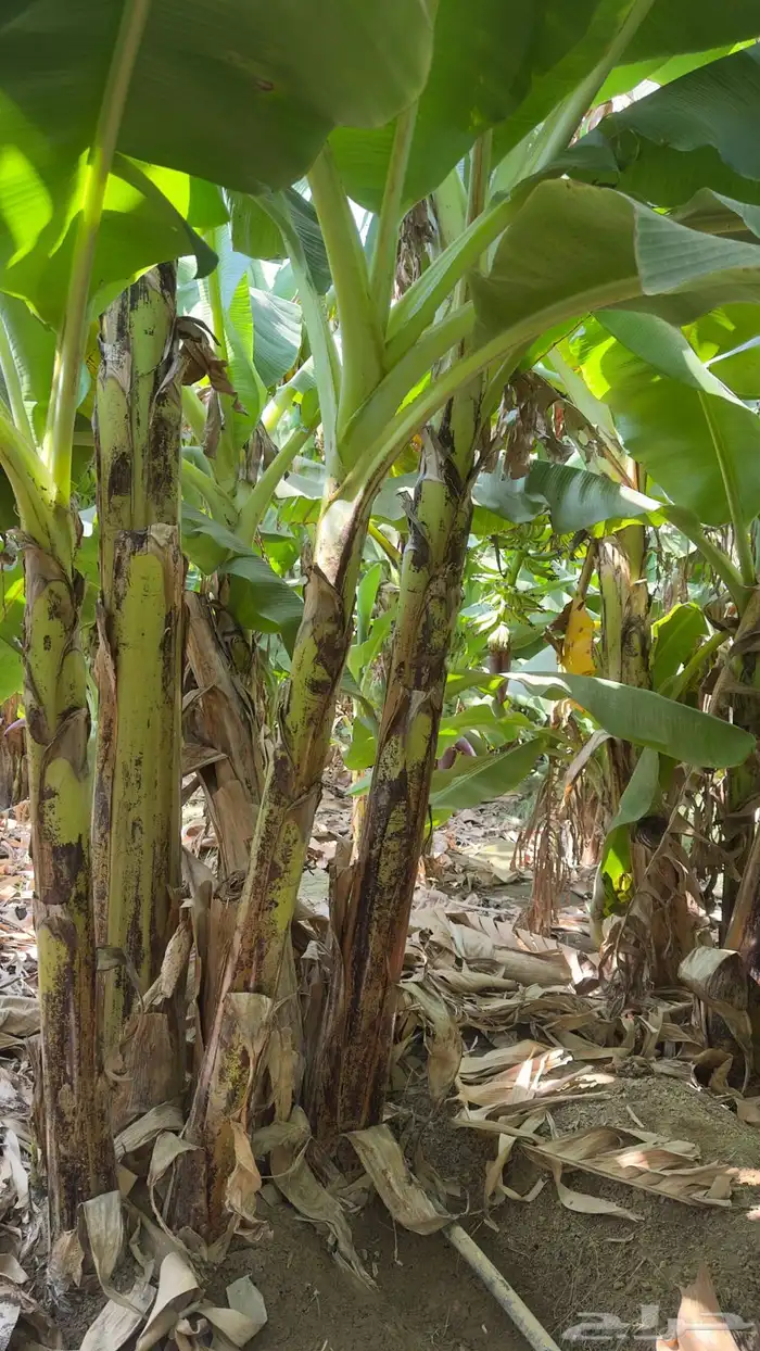 شتلات موز أمريكي قصير الموقع المخواه 5