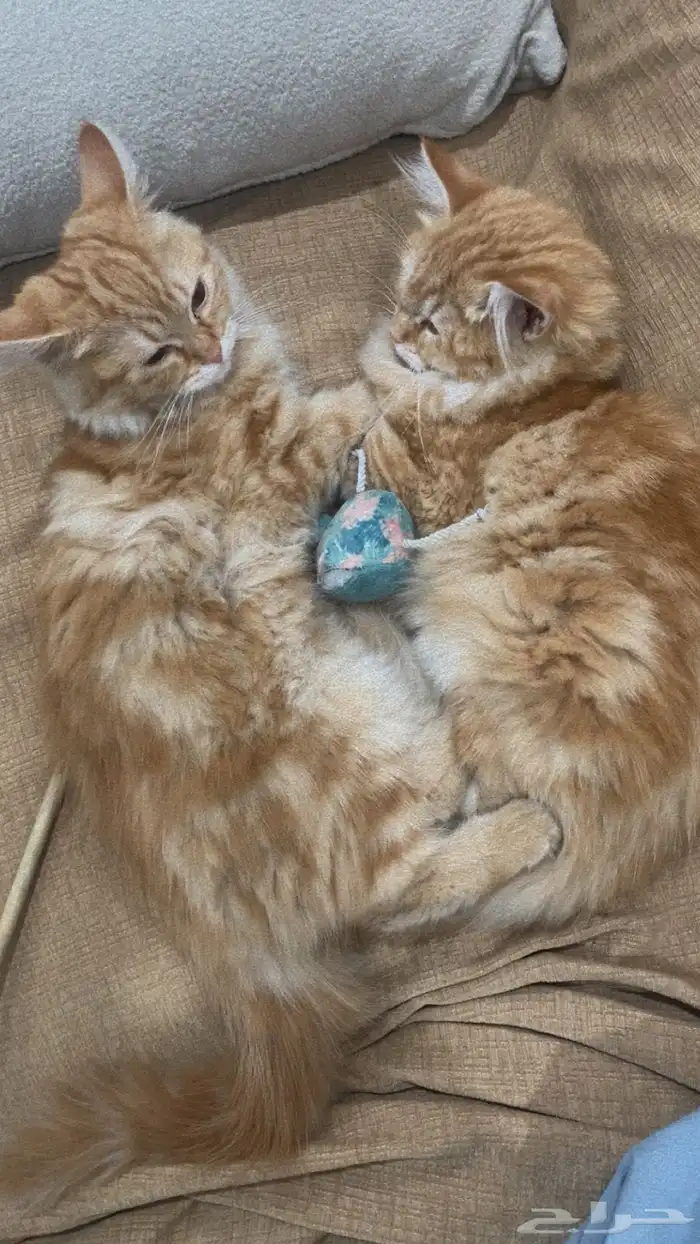 بيع قطه شيرازي أنثى ب350 ريال يوجد لديها اغراض شامله 1