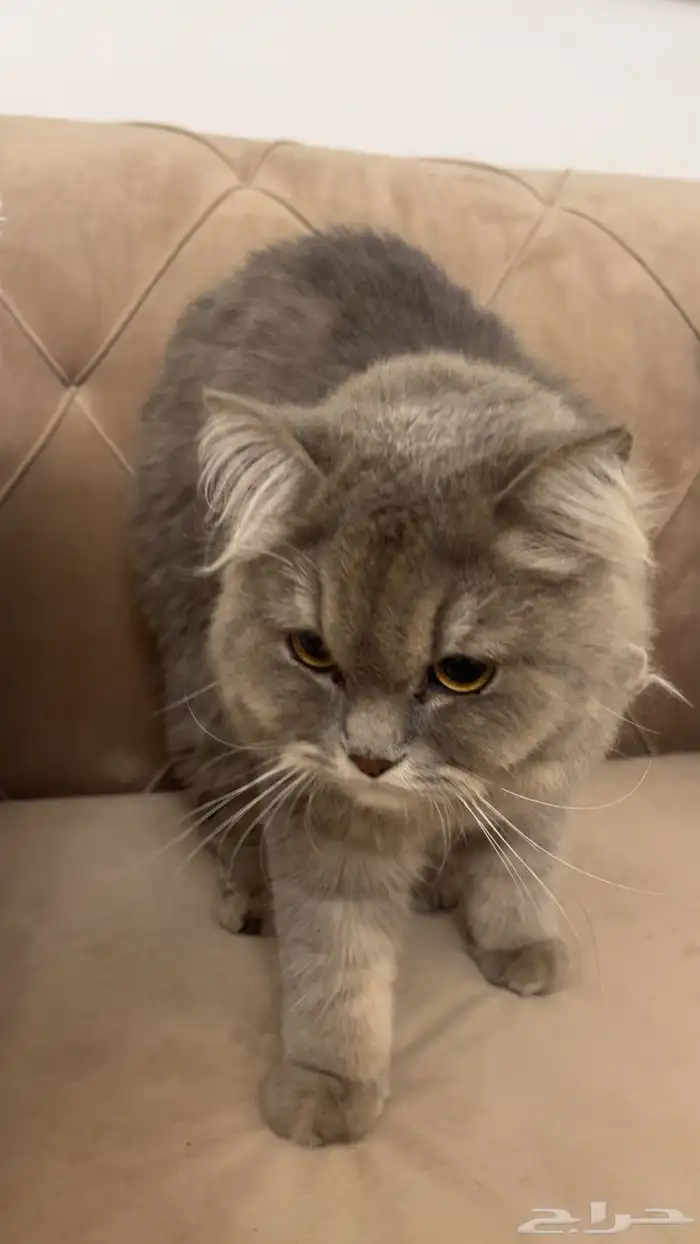 قطه للتبني مجانا 0