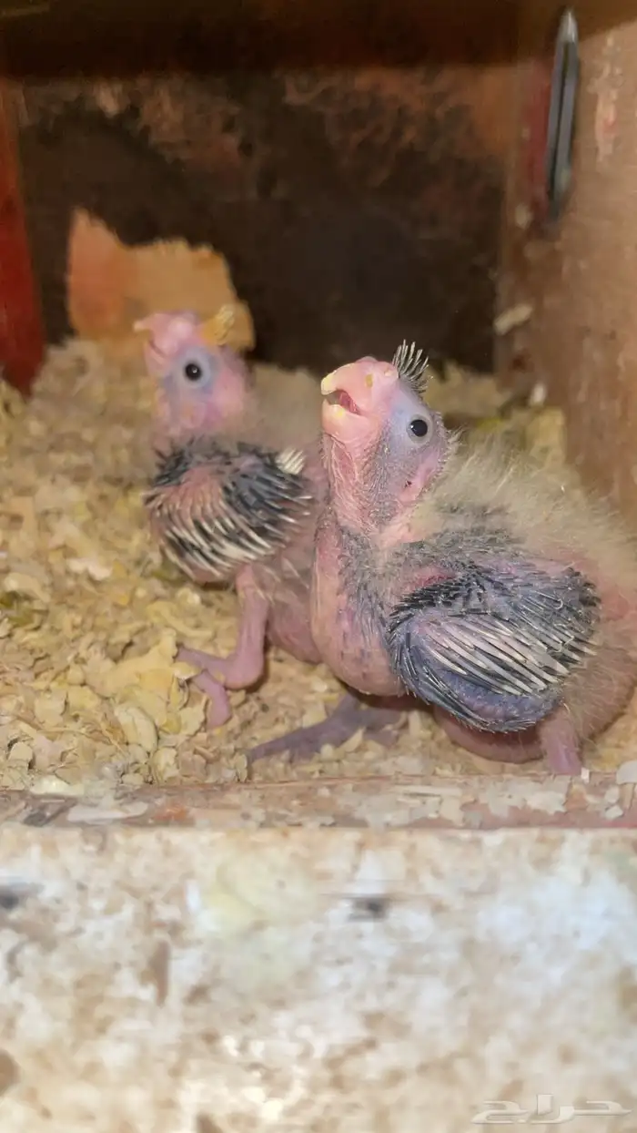 كروان صغار غر بكستاني 1