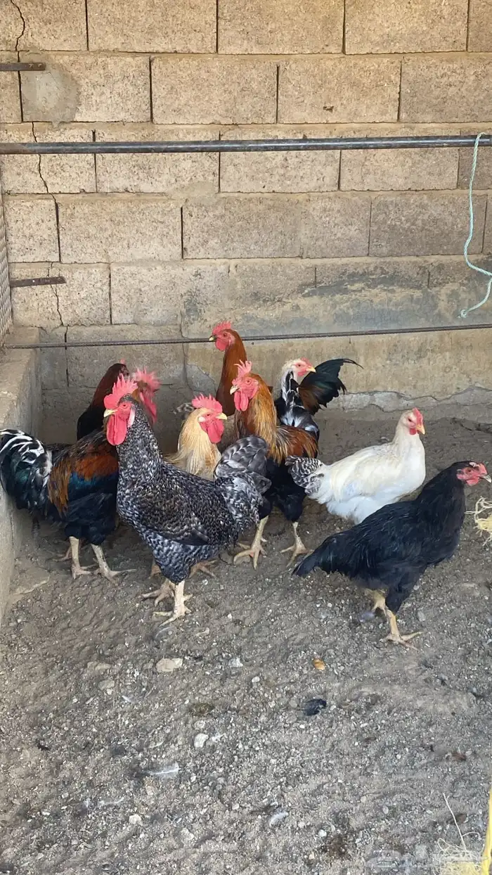 دجاج تركي للبيع 30