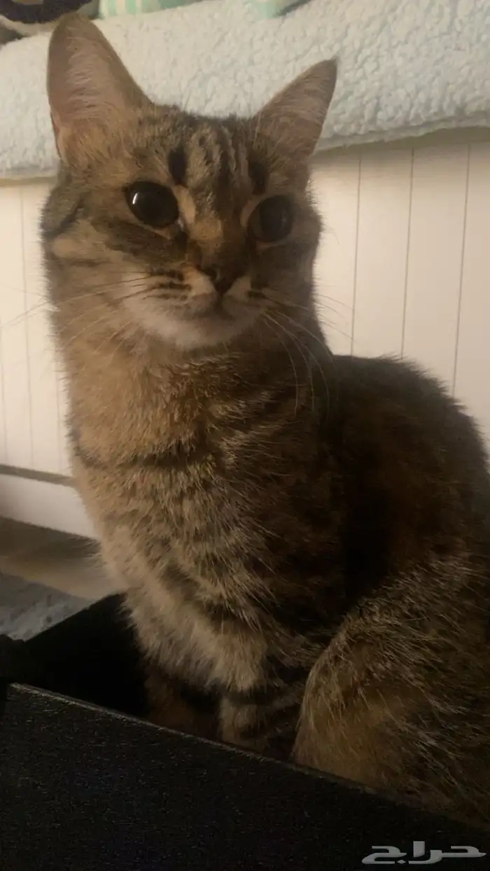 قطة مفقودة 0