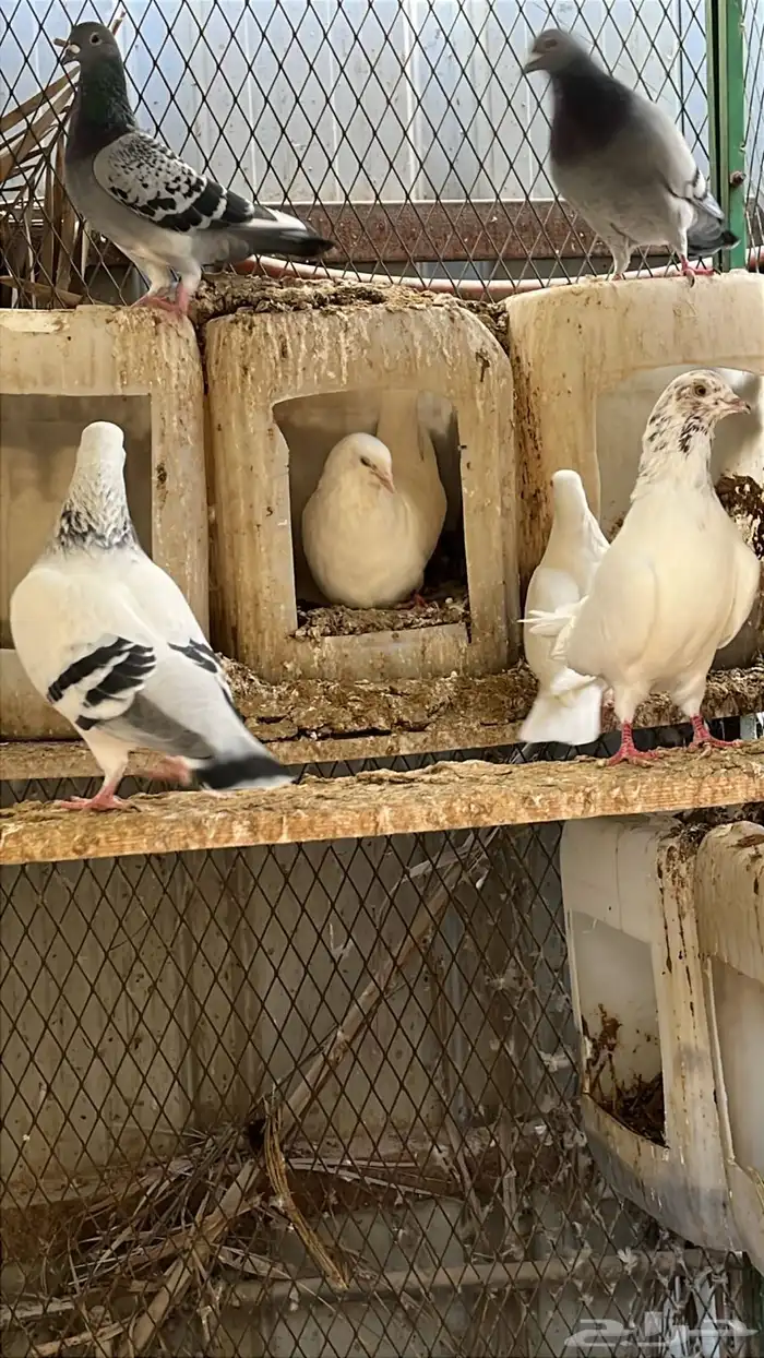 طيور فرنسي وزاجل ومخلوط 1