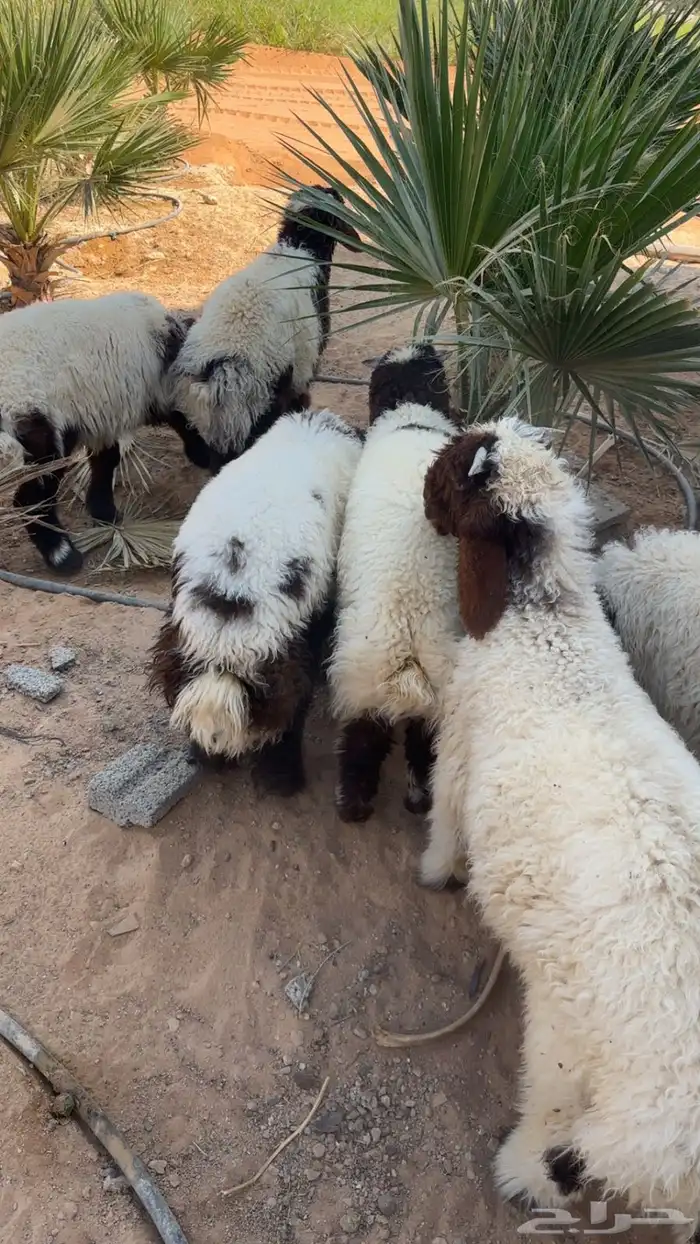 نعيم هرافه 0