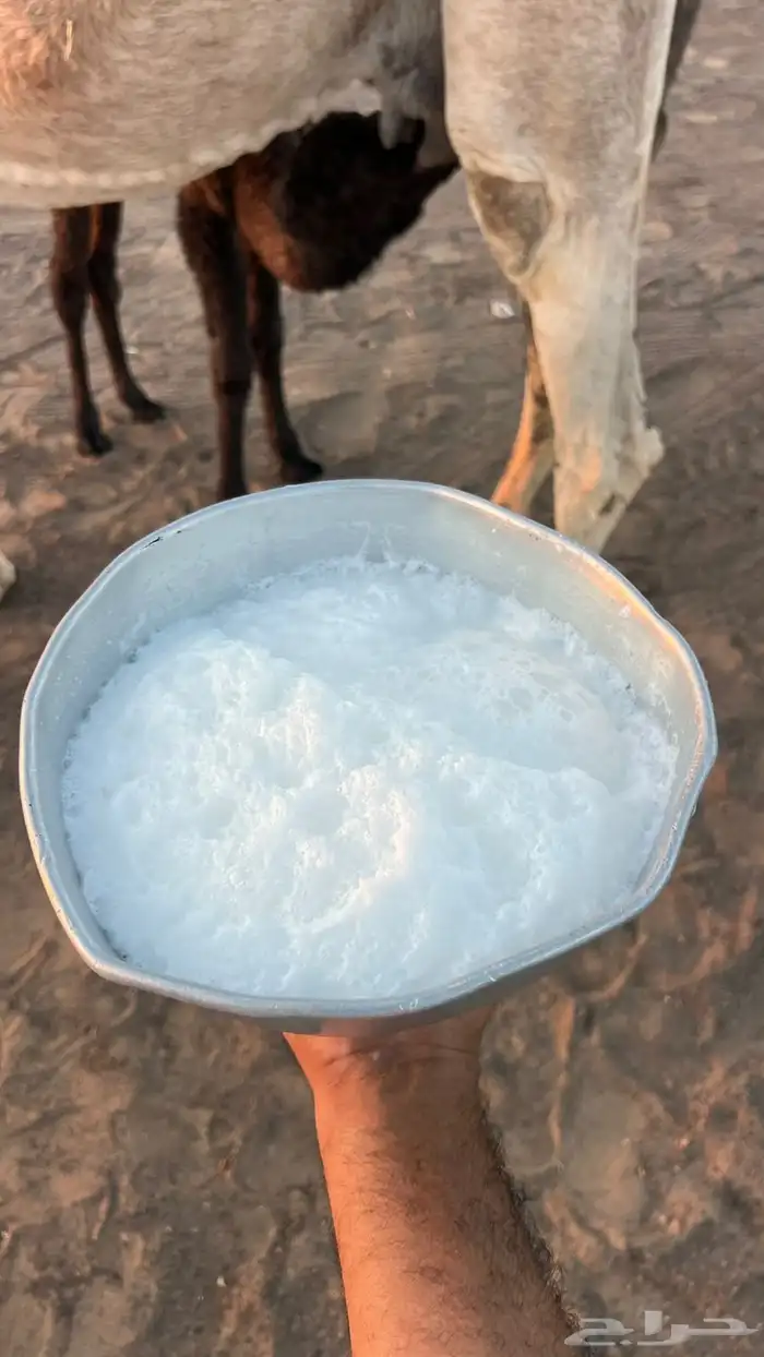 ناقه خلفه شقحى 1