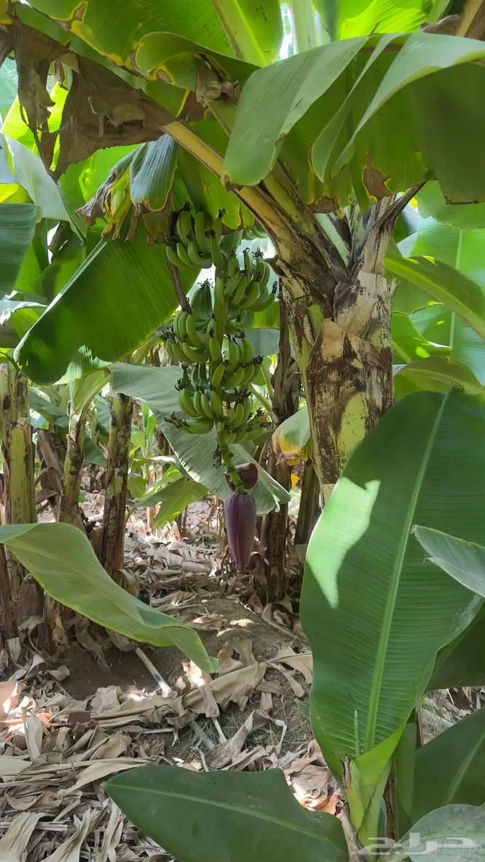 شتلات موز أمريكي قصير الموقع المخواه 4