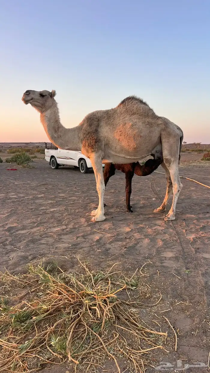 ناقه خلفه شقحى 0