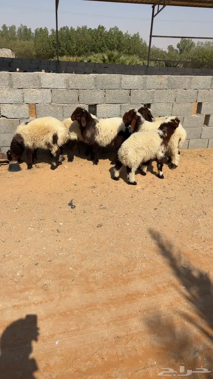 نعيم هرافه 3